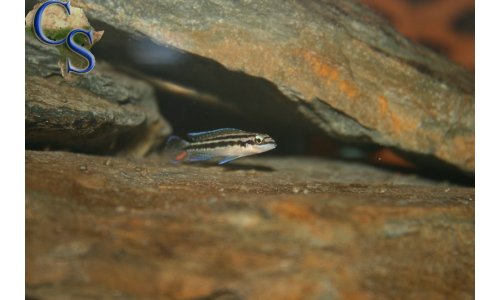 Julidochromis dickfeldi